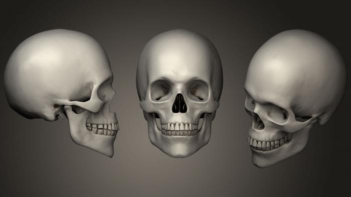 Anatomy of skeletons and skulls (ANTM_1065) 3D model for CNC machine